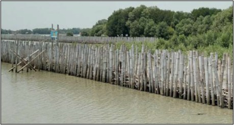 Mangrove planting activity